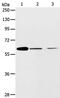 RNASELI antibody, PA5-50287, Invitrogen Antibodies, Western Blot image 