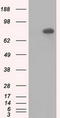 HID1 Domain Containing antibody, LS-C115361, Lifespan Biosciences, Western Blot image 