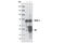 WASP Family Member 3 antibody, 2806S, Cell Signaling Technology, Immunoprecipitation image 