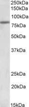 Activating Transcription Factor 6 antibody, LS-C186444, Lifespan Biosciences, Western Blot image 