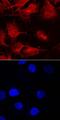 SMAD Family Member 9 antibody, AF7215, R&D Systems, Immunocytochemistry image 