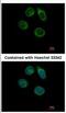 Carbohydrate sulfotransferase 2 antibody, NBP2-15696, Novus Biologicals, Immunocytochemistry image 