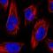 Surfactant Protein C antibody, NBP1-87201, Novus Biologicals, Immunocytochemistry image 