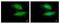 Valosin Containing Protein Interacting Protein 1 antibody, NBP1-32663, Novus Biologicals, Immunofluorescence image 