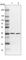 Phosducin Like 3 antibody, HPA027094, Atlas Antibodies, Western Blot image 