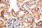 PiggyBac Transposable Element Derived 3 antibody, 17639-1-AP, Proteintech Group, Immunohistochemistry paraffin image 