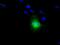 Nitrilase Family Member 2 antibody, MA5-25087, Invitrogen Antibodies, Immunocytochemistry image 
