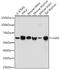 CGAS antibody, GTX01560, GeneTex, Western Blot image 