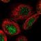 Mastermind-like protein 2 antibody, NBP1-82891, Novus Biologicals, Immunocytochemistry image 