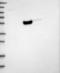 Hexosaminidase D antibody, NBP1-83573, Novus Biologicals, Immunohistochemistry frozen image 