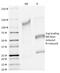 CF Transmembrane Conductance Regulator antibody, 33-773, ProSci, Western Blot image 