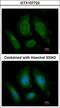 Oxysterol Binding Protein Like 6 antibody, LS-C185906, Lifespan Biosciences, Immunocytochemistry image 