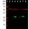 Galectin 3 antibody, M00621-1, Boster Biological Technology, Western Blot image 