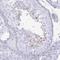 Sperm Associated Antigen 4 antibody, PA5-63985, Invitrogen Antibodies, Immunohistochemistry paraffin image 