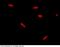 Histone Deacetylase 1 antibody, 100791-T10, Sino Biological, Immunohistochemistry paraffin image 