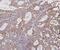 Hexokinase 1 antibody, A01504-1, Boster Biological Technology, Immunohistochemistry paraffin image 