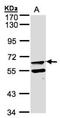 Fucose-1-Phosphate Guanylyltransferase antibody, NBP1-31436, Novus Biologicals, Western Blot image 