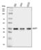 AUP1 Lipid Droplet Regulating VLDL Assembly Factor antibody, A08937-1, Boster Biological Technology, Western Blot image 
