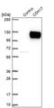 Cadherin-17 antibody, PA5-54844, Invitrogen Antibodies, Western Blot image 