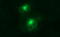 Matrix Metallopeptidase 13 antibody, LS-C338161, Lifespan Biosciences, Immunofluorescence image 