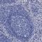 Transmembrane Protein 72 antibody, HPA039894, Atlas Antibodies, Immunohistochemistry frozen image 