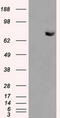 Histone deacetylase 10 antibody, TA500756, Origene, Western Blot image 