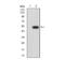 Autophagy Related 13 antibody, NBP2-52419, Novus Biologicals, Western Blot image 