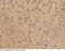 Ezrin antibody, 12858-R037, Sino Biological, Immunohistochemistry paraffin image 