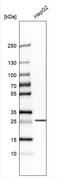 Solute Carrier Family 25 Member 10 antibody, NBP1-85214, Novus Biologicals, Western Blot image 