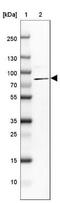 Rho GTPase Activating Protein 28 antibody, NBP1-84642, Novus Biologicals, Western Blot image 