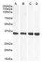 Malate Dehydrogenase 2 antibody, orb389375, Biorbyt, Western Blot image 