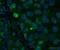 RUNX Family Transcription Factor 2 antibody, ab23981, Abcam, Immunofluorescence image 