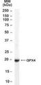 Glutathione Peroxidase 4 antibody, NB100-41379, Novus Biologicals, Western Blot image 