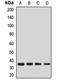 Phosphatidylinositol Specific Phospholipase C X Domain Containing 2 antibody, orb412646, Biorbyt, Western Blot image 