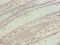 Transmembrane Protein 243 antibody, LS-C397435, Lifespan Biosciences, Immunohistochemistry paraffin image 