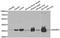 Ankyrin repeat domain-containing protein 1 antibody, A6192, ABclonal Technology, Western Blot image 