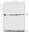 Y-Box Binding Protein 1 antibody, 711277, Invitrogen Antibodies, Western Blot image 