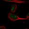 Mannosidase Alpha Class 2B Member 2 antibody, NBP1-81460, Novus Biologicals, Immunofluorescence image 