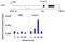 Ribosomal Protein S6 Kinase A2 antibody, PA5-17554, Invitrogen Antibodies, Chromatin Immunoprecipitation image 