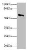 Cytochrome P450(scc) antibody, CSB-PA006389LA01HU, Cusabio, Western Blot image 