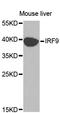 Interferon Regulatory Factor 9 antibody, LS-B13359, Lifespan Biosciences, Western Blot image 