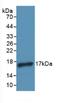 IL-4 antibody, abx100945, Abbexa, Western Blot image 