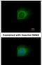 Caspase 10 antibody, PA5-29649, Invitrogen Antibodies, Immunofluorescence image 