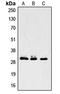 LIM And SH3 Protein 1 antibody, LS-C368610, Lifespan Biosciences, Western Blot image 