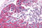 Major Vault Protein antibody, MBS241036, MyBioSource, Immunohistochemistry frozen image 