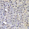 Far Upstream Element Binding Protein 3 antibody, MBS9128771, MyBioSource, Immunohistochemistry frozen image 