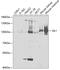 Villin 1 antibody, GTX33579, GeneTex, Western Blot image 