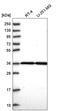 THAP Domain Containing 5 antibody, HPA051488, Atlas Antibodies, Western Blot image 
