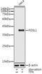 FOS Like 1, AP-1 Transcription Factor Subunit antibody, GTX32609, GeneTex, Western Blot image 