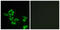 Frizzled Class Receptor 8 antibody, LS-C120599, Lifespan Biosciences, Immunofluorescence image 